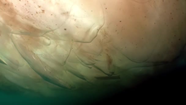 Podwodne wideo kręcenie pod lodem w zimnej wodzie ludzi na powierzchni lodu. — Wideo stockowe