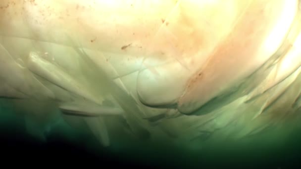 Video riprese subacquee sotto ghiaccio in acqua fredda di persone sulla superficie del ghiaccio . — Video Stock