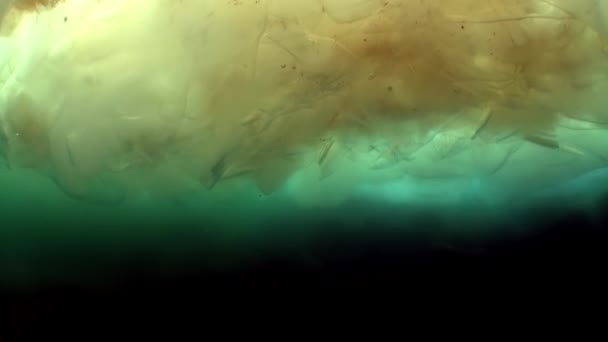 Diving under ice underwater of lake Baikal. — Stock Video