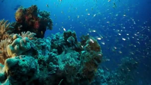 Hermoso fondo marino único sobre un fondo de agua transparente brillante. — Vídeos de Stock