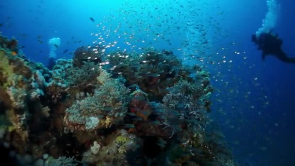 Schöne einzigartige Meeresboden auf einem Hintergrund aus hellem, transparentem Wasser. — Stockvideo