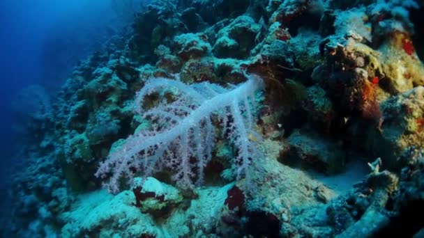 Beautiful unique sea floor on a background of bright transparent water. — Stock Video