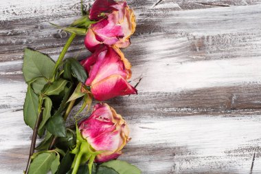 Ahşap üzerinde yükseldi