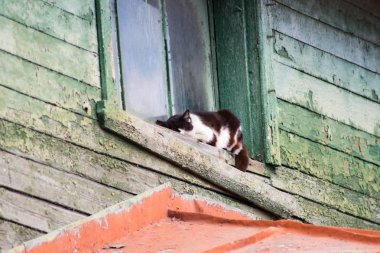 Sittin kedi evsiz adam