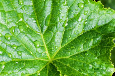 üzerindeki sonra yaprak çiy