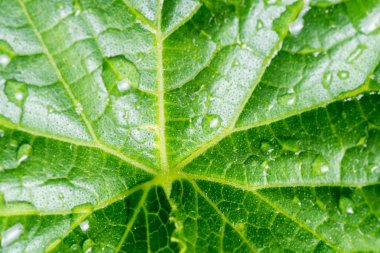 üzerindeki sonra yaprak çiy