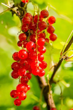 etrafında kırmızı kuş üzümü