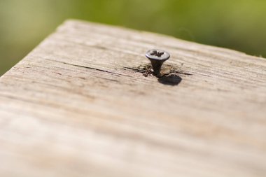 bükülmüş ağaca vida