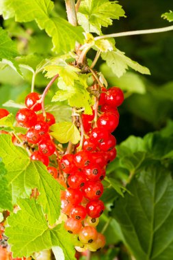 etrafında kırmızı kuş üzümü