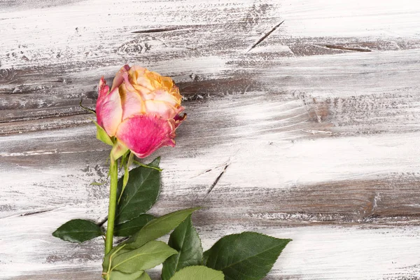 Ahşap üzerinde yükseldi