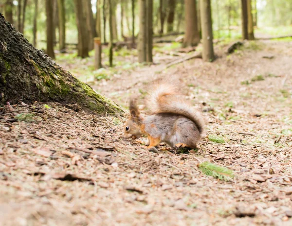 Wooden squirrel red — Stock Photo, Image