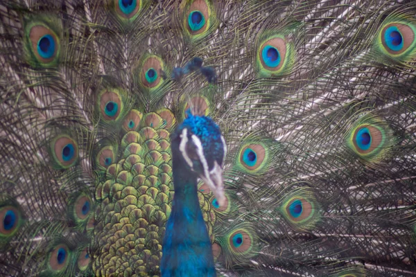 Güzel bir portresi — Stok fotoğraf