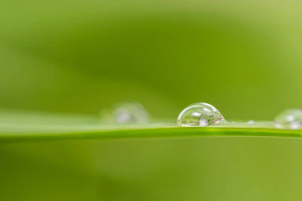 Rosée sur herbe — Photo