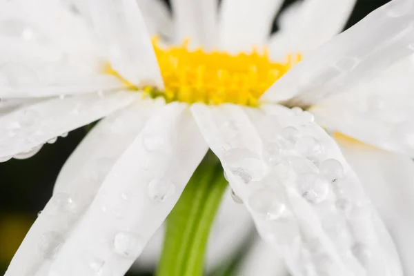 Rosée sur une marguerite — Photo