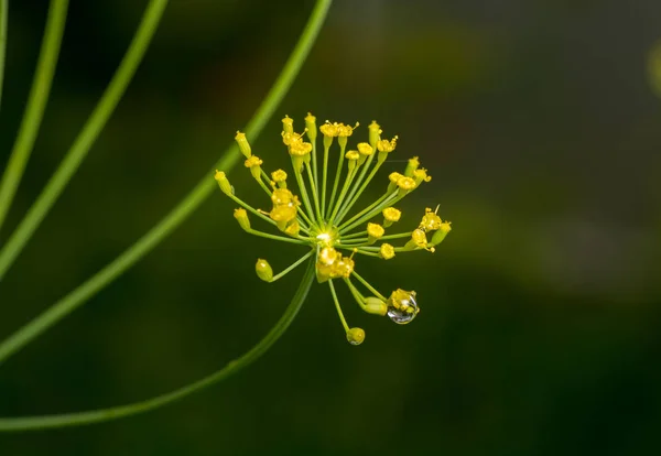 Dew on the dill — Stock Photo, Image