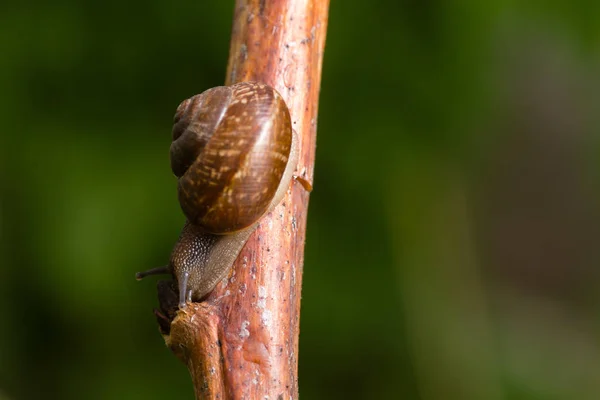 Caracol arrastrándose al aire libre —  Fotos de Stock