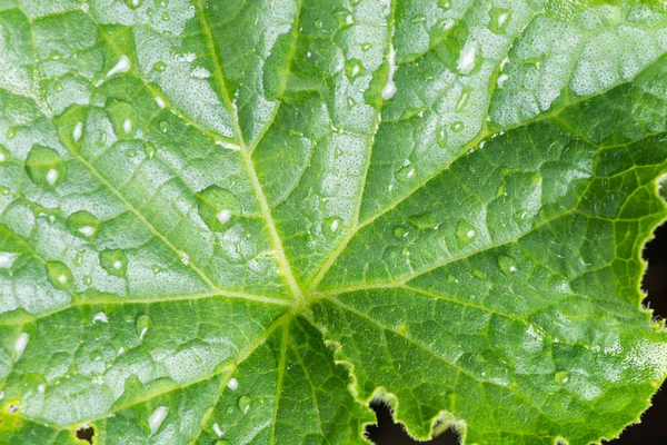 üzerindeki sonra yaprak çiy