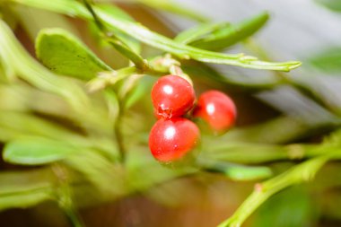 kızılcık closeup ormanda