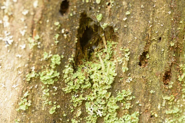 Musgo close-up no — Fotografia de Stock