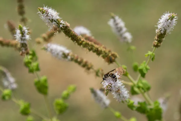 Cohosh negro: eflorescencia blanca y abeja —  Fotos de Stock