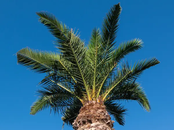 绿色棕榈植物植被 — 图库照片
