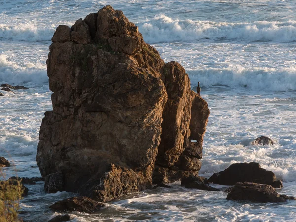 Γκρι θαλάσσιων πτηνών σε βράχο μπροστά θάλασσα Choppy — Φωτογραφία Αρχείου