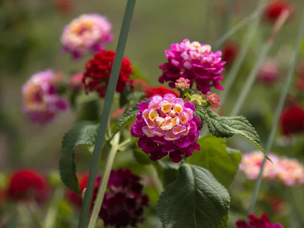 Rosa und violette Blüten lantana camara — Stockfoto