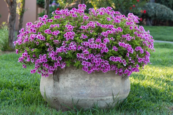 Menekşe Petunya: Güzel çiçekli bitki