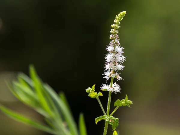 Siyah Cohosh: beyaz efflorescence