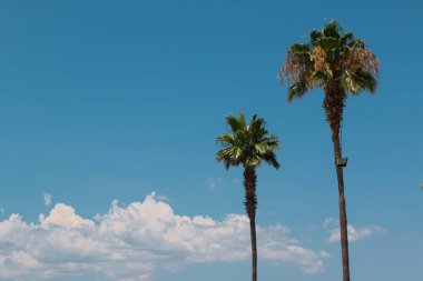 İki uzun yeşil palmiye ağaçları: Süs bitki örtüsü