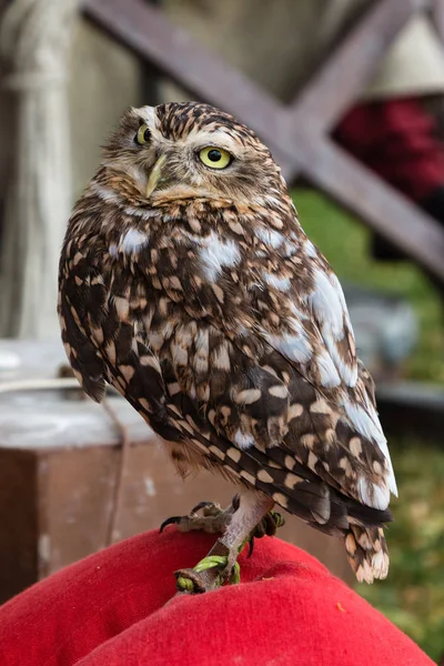 Portrait à lui avec plumage marron — Photo