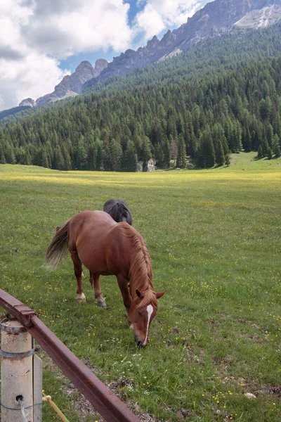 Hnědá koně pastvy v pastvin: Alpy Italské Dolomity — Stock fotografie