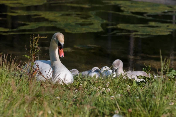 White Swan e Gray Ducklings em Lake 's Edge — Fotografia de Stock