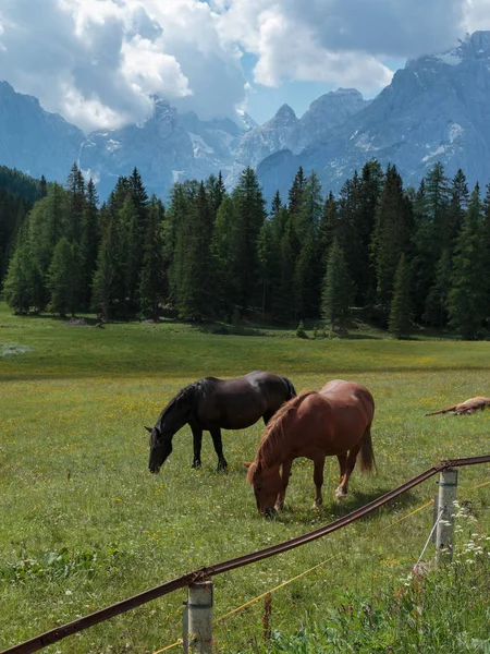 Bruna hästar betesgång i betesmarker: italienska Dolomiterna Alperna — Stockfoto