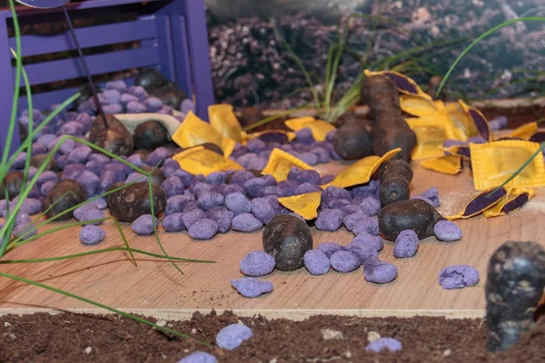 Фиолетовые пельмени, новая итальянская паста из фиолетового картофеля — стоковое фото