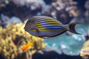 Akvaryum içinde güzel mavi çizgili Surgeonfish
