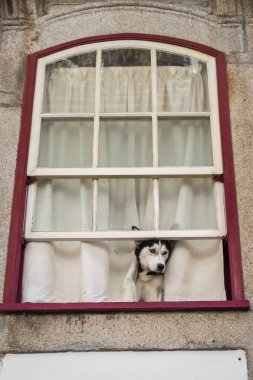 Husky köpek açılan House pencerede otururken sokaktaki arıyorsunuz 