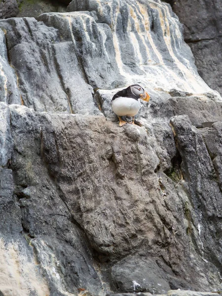 大西洋海雀，Fratercula 的世界上，在悬崖上 — 图库照片