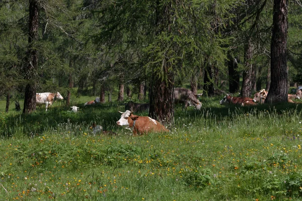 Pastoreo de vacas manchadas de marrón y blanco en tierras de pastoreo: italiano —  Fotos de Stock