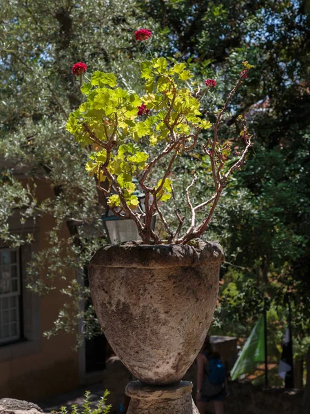 旧花瓶内的红天葵花 — 图库照片