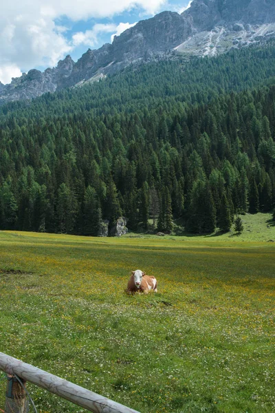 Brun och vit fläckig Ko betesgång i betesmarker: italienska — Stockfoto