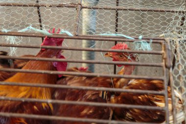 Tavuk kafesi içinde satmak gıda pazarı