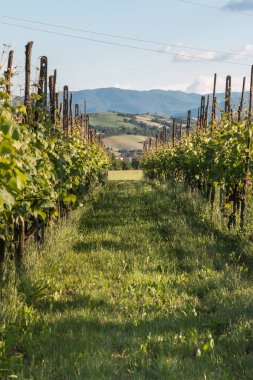 Güzel sonbahar üzüm manzara Vines satırlarla