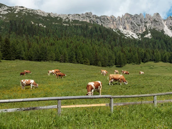 Коричневые и белые коровы, пасущиеся на пастбищах: Итальянская Доломит — стоковое фото