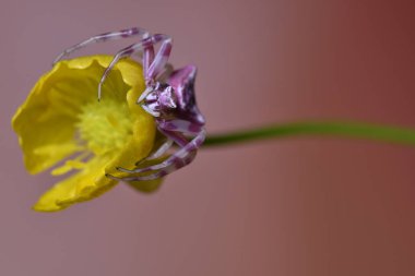 Sarı çiçek, makro Tema altında pembe örümcek