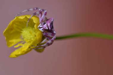 Sarı çiçek, makro Tema altında pembe örümcek