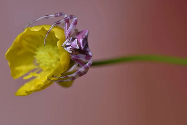 Araña rosa bajo flor amarilla, Tema Macro —  Fotos de Stock