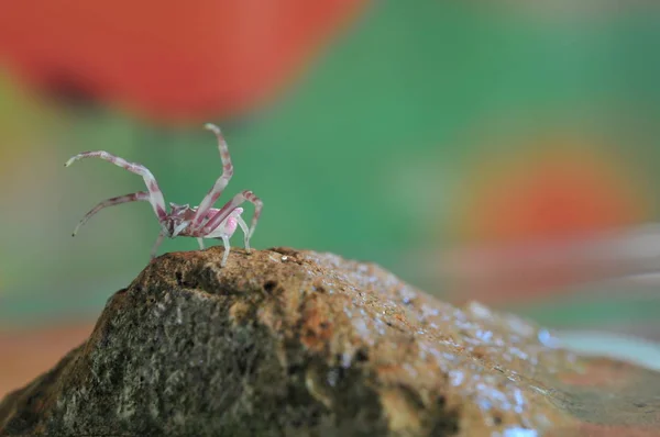 Close-up of Pink Spider on Stone, Macro Theme — Stok Foto