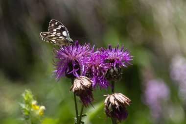 Menekşe Rhaponticum güzel kelebeği