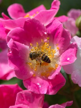 Pembe çiçek arıya: Kirsten Klein gül